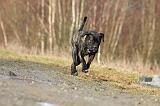 CANE CORSO 806
